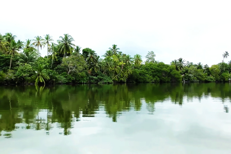 Bentota : promenade en bateau-mouche dans la forêt de mangrovesBentota : Promenade en bateau à moteur dans la forêt de mangroves