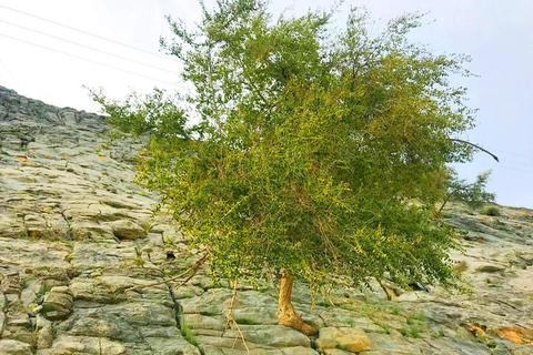 Z Ras Al Khaima: obserwacja delfinów i safari w Dżabal HarimFromRAK: Delfiny podczas snorkelingu i safari w Dżabal Harim