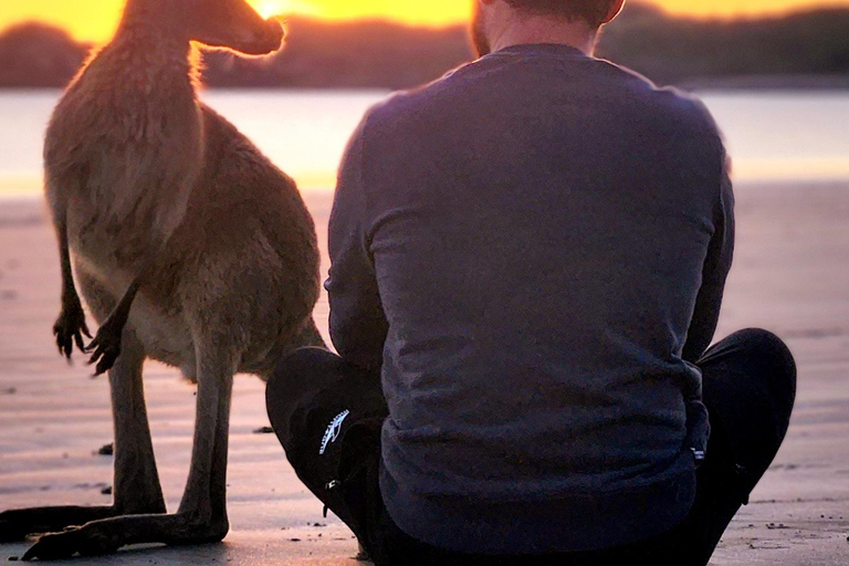 Lever de soleil avec les Kangourous et les Wallabies - Airlie Beach