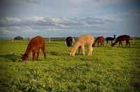 Alpaca Meet & Greet - Housity