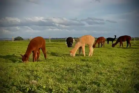 Shropshire: Alpaca Meet & Greet Intimate Alpaca Experience