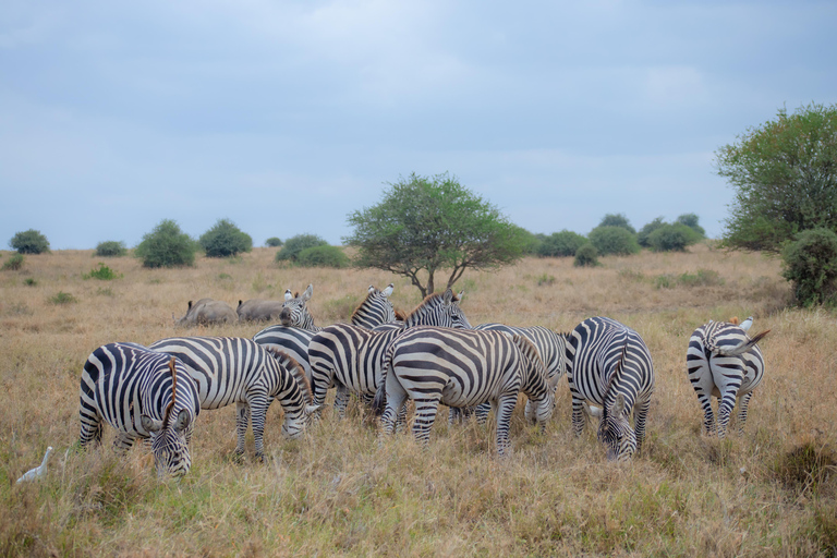 Nairobi: 3-Day Safari to Ol Pejeta and Ol Jogi Conservancies