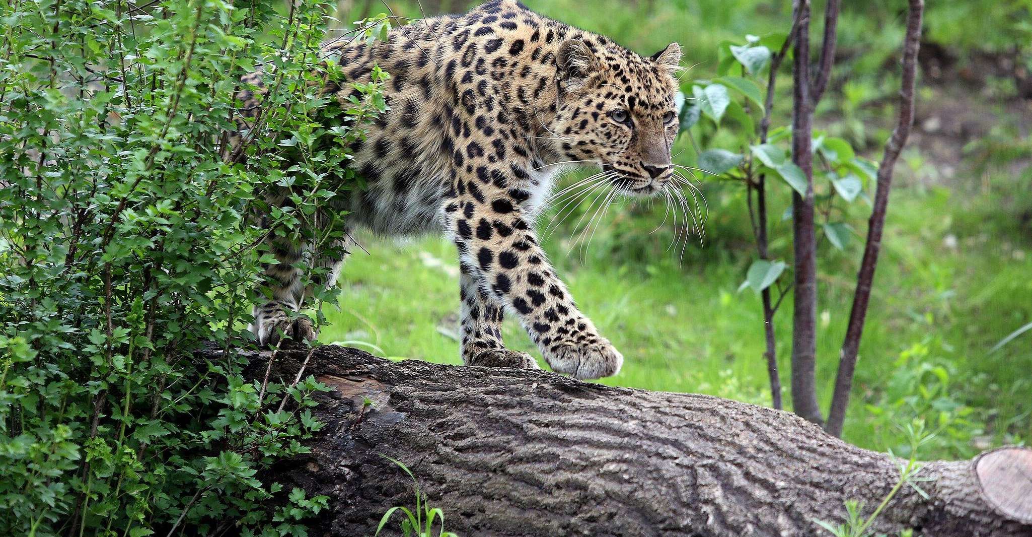 Leipzig Zoo: Entry Ticket