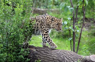 Zoo Leipzig: Ticket für den Eintritt