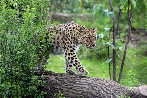 Zoo w Lipsku: Bilet wstępu