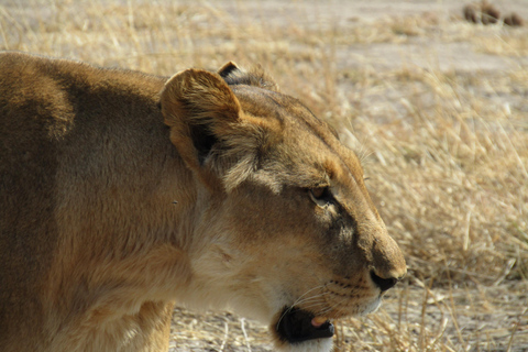 Chobe Full-Day Experience With Airport Pickups & Transfers