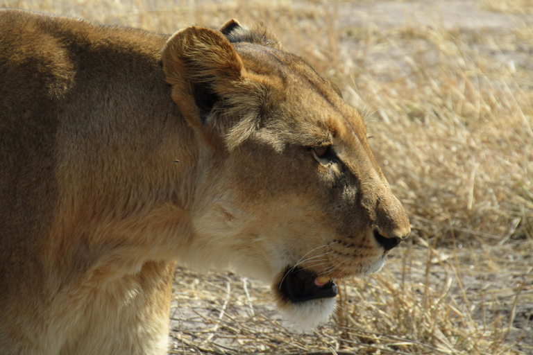 Chobe Full-Day Experience With Airport Pickups & Transfers