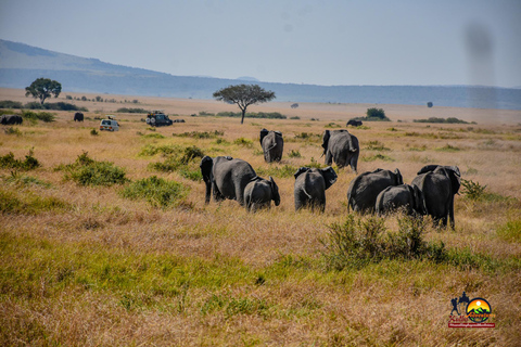 Nairobi: Safari di 3 giorni nella Riserva Nazionale Masai Mara