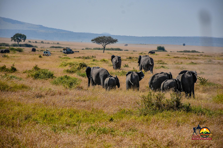 Nairobi: 3-daagse safari in het Masai Mara National Reserve