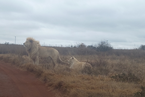 Demi-journée au parc du LionParc des lions et village culturel de Lesedi