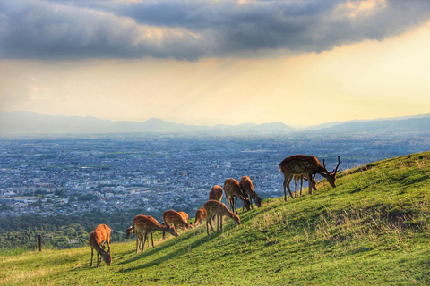Kyoto, Nara & Deer Park Day Tour from Osaka