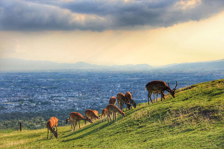 Kyoto, Nara & Deer Park Day Tour from Osaka