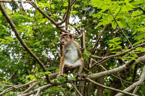 All-Inclusive Galle Dutch Fort, Koggala Lake & Kayak Tour From Tangalle: Galle Dutch Fort, Koggala Lake & Kayak