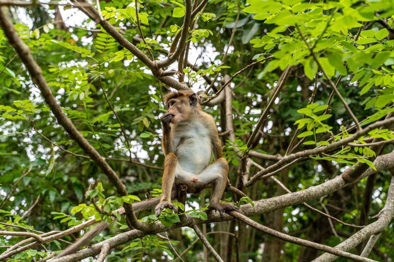 All-Inclusive Galle Dutch Fort, Koggala Lake & Kayak Tour From Tangalle: Galle Dutch Fort, Koggala Lake & Kayak