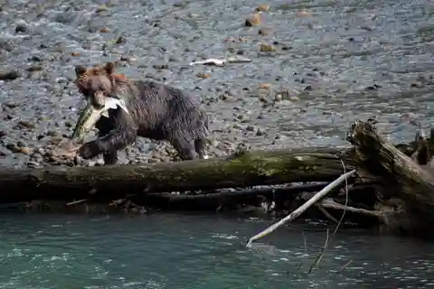 Vancouver Island: Full-Day Grizzly Bear Tour at Toba Inlet