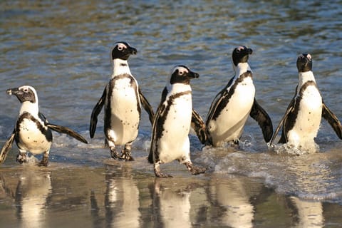 Cape of Good Hope, Chapman's Peak Drive, Penguins, Seals