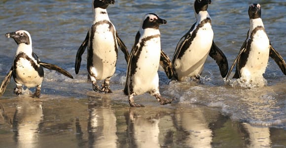 Kap der Guten Hoffnung, Chapman's Peak Drive, Pinguine, Robben