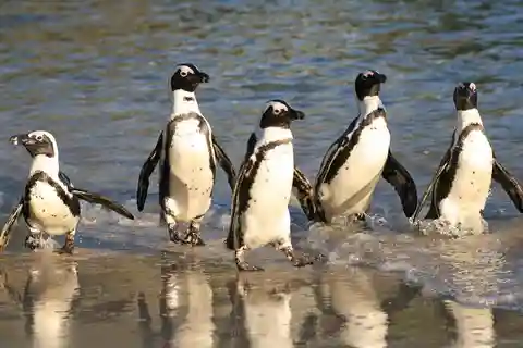 Cabo da Boa Esperança, Chapman's Peak Drive, Pinguins, Focas