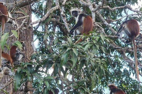 Zanzibar: Jozani nature walk and wildlife tour