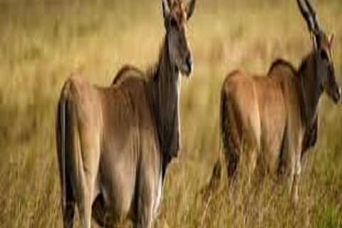 1 journée de safari dans le parc national du Tarangire - Arusha