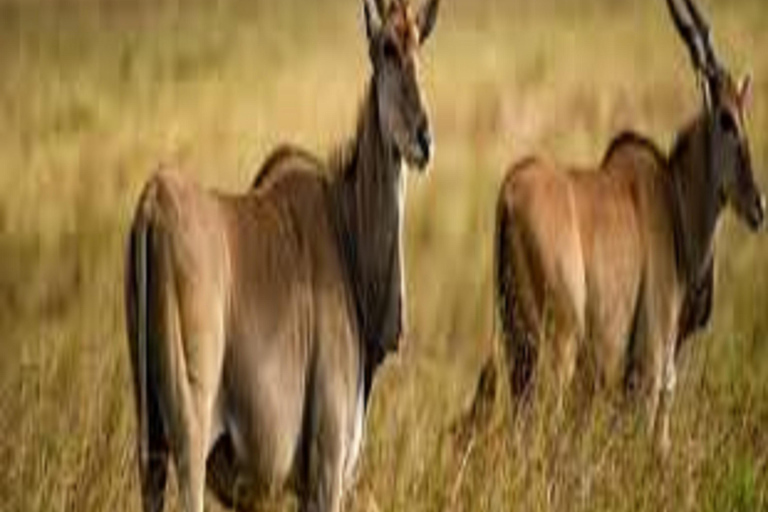 1 journée de safari dans le parc national du Tarangire - Arusha