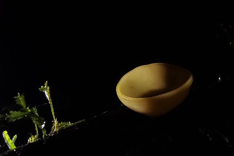 Visite nocturne de la forêt tropicale