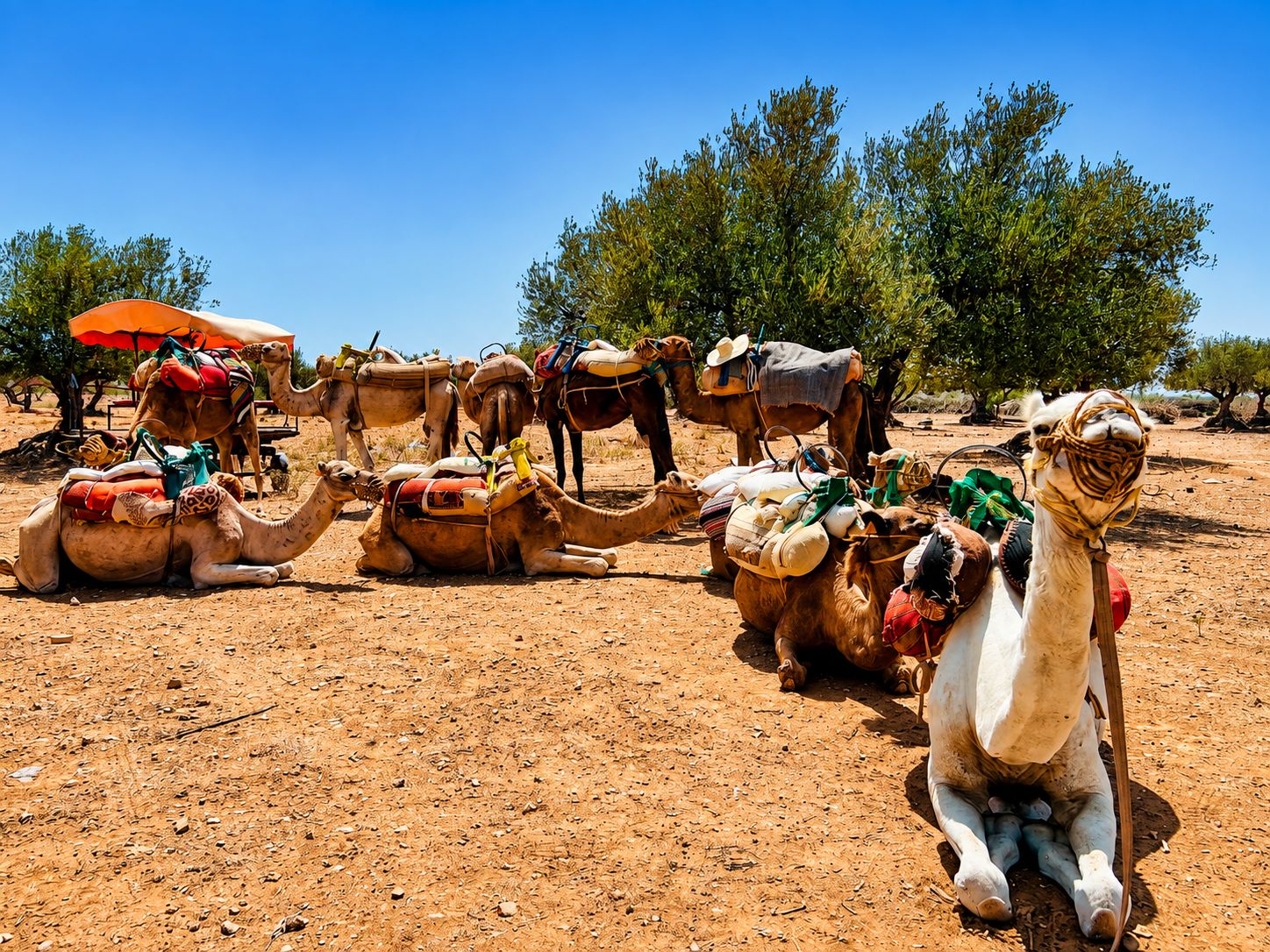 Kamelkarawanen-Tour in Sousse