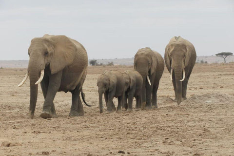 Park Narodowy Amboseli: Całodniowa wycieczka z przewodnikiem