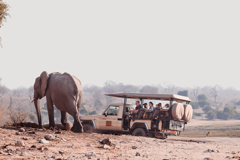 Private Game Drive Safari in the Chobe National Park