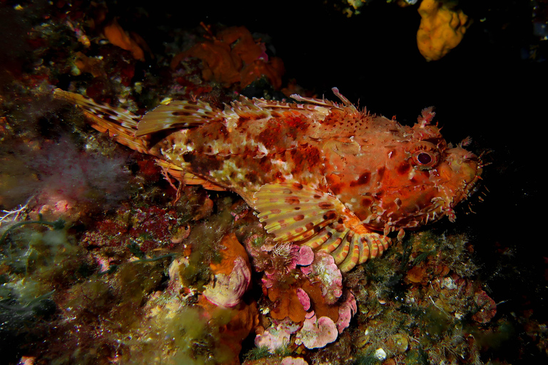 Corfu: Scuba Diving and Snorkeling from a Boat Let's go scuba diving!
