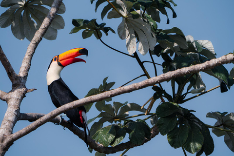 São Paulo: 3-Day Eco Safari Experience in the Pantanal