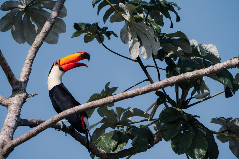 São Paulo: 3-Day Eco Safari Experience in the Pantanal