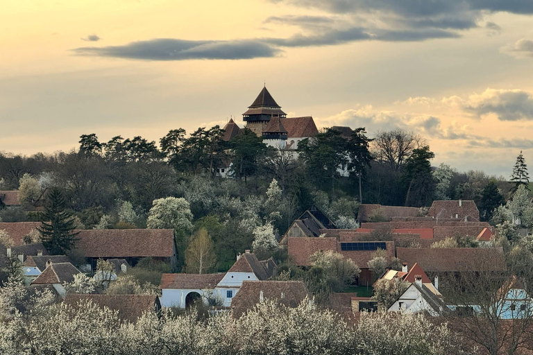 Transylvania 4-Day Tour: Castles, Bears & UNESCO