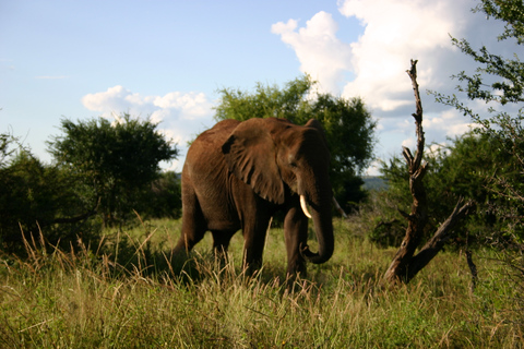 Victoria Falls: zonsondergangsafari + rondleiding door de stad Victoria Falls