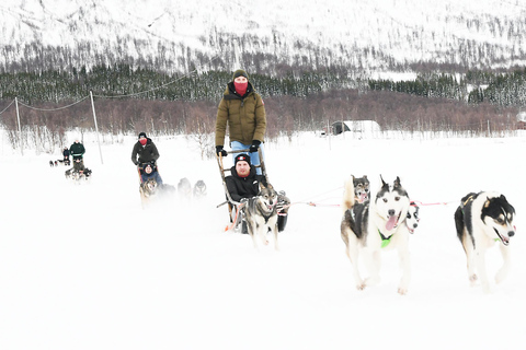 Bodø-Saltdal: Dog Sledding Adventure