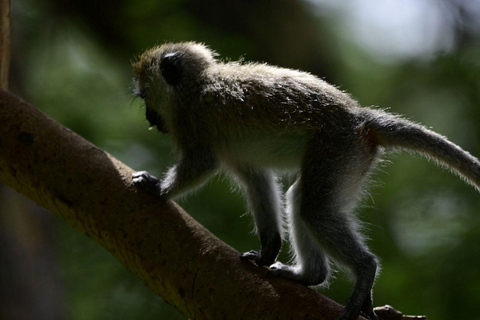 Nairobi: Lake Nakuru National Park and Lake Naivasha Tour
