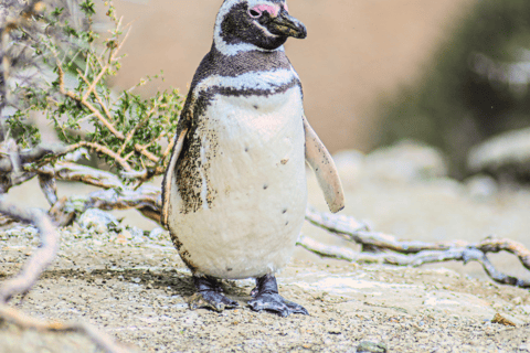 El Calafate: Monte León 4x4 Wolves and Penguins Excursion