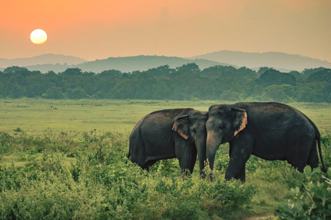 From Sigiriya: Elephant Safari & Trincomalee Transfer