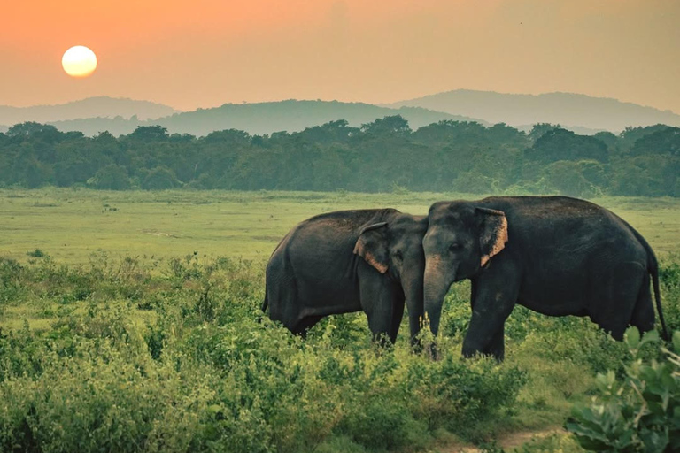 From Sigiriya: Elephant Safari & Trincomalee Transfer