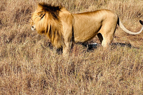 DAGTRIP NAAR AMBOSELI NATIONAAL PARK.