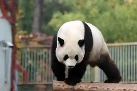 Chengdu: Panda Base Half Day Group Tour