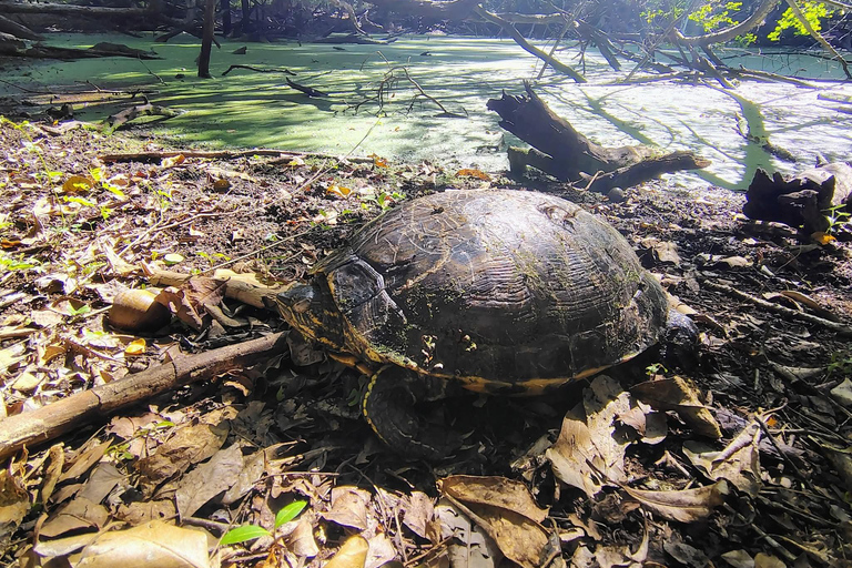 Bacalar: Calakmul ruins, jungle path & stop at the bat cave. Bacalar: Calakmul ruins tour jungle and the bat volcano..