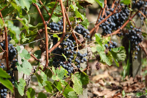 St. Emilion: Excursão de meio dia de E-Bike &amp; Wine Tour com Vinho e Queijo