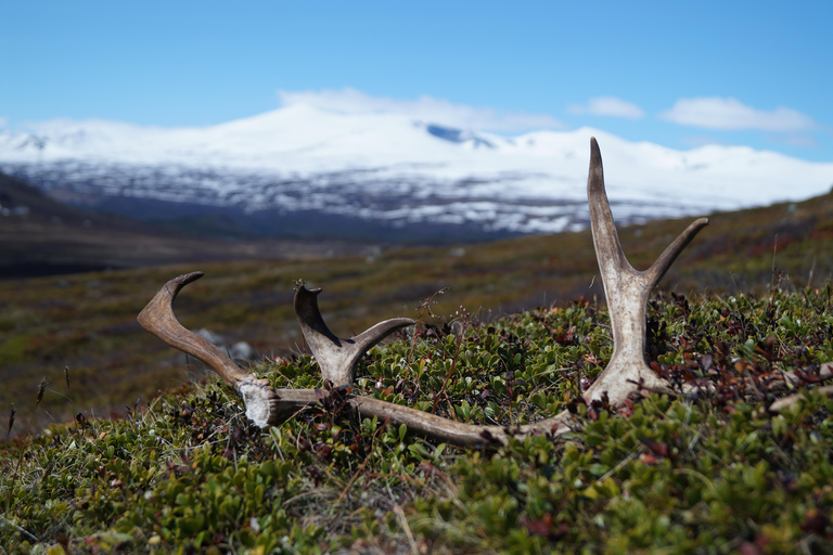 Jotunheimen: Guided Reindeer Hiking Tour