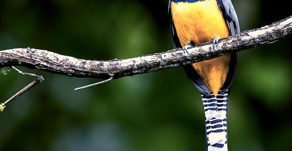 La Fortuna Rainforest Birdwatching Tour