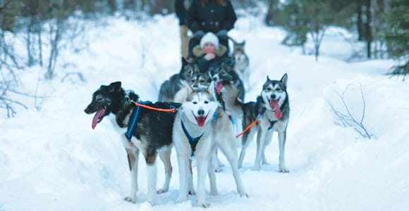 Sirkka: Husky Sled Ride in Levi 2km or 5 km from Levi