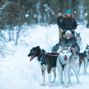 Sirkka: Husky-Schlittenfahrt in Levi, 2 km oder 5 km von Levi entfernt