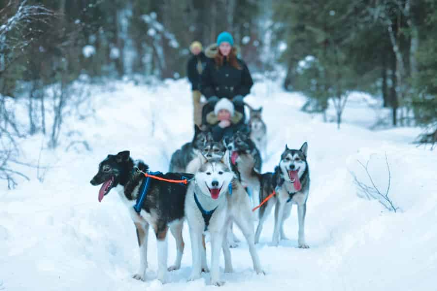 Sirkka: Husky-Schlittenfahrt in Levi, 2 km oder 5 km von Levi entfernt. Foto: GetYourGuide