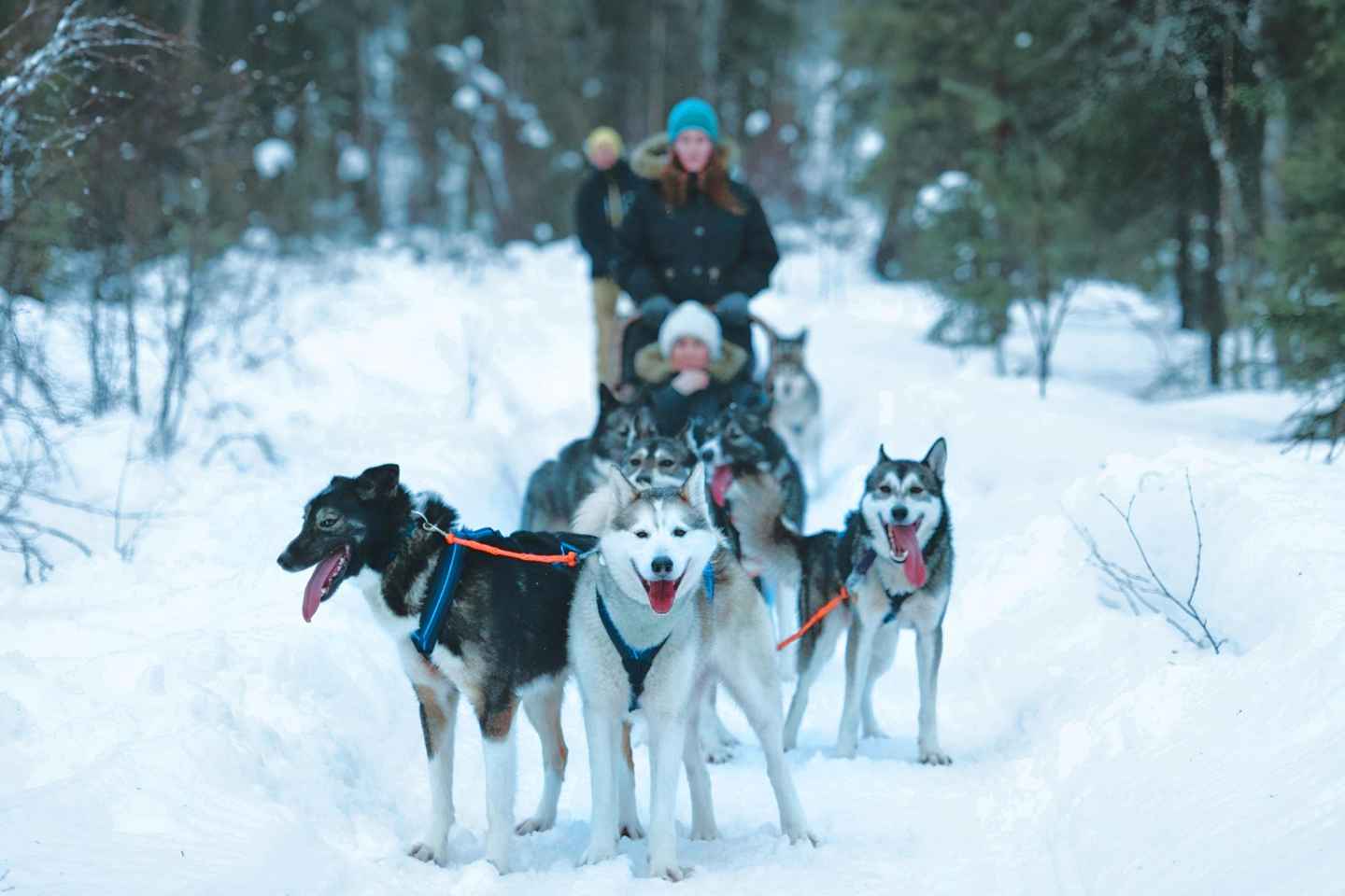 Sirkka: Husky Sled Ride in Levi