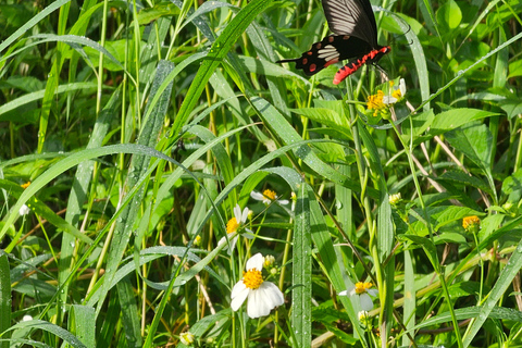 Santuario de My Son y Senderismo de Montaña - PeregrinaciónMi hijo Santuario Viaje de madrugada